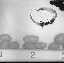 Negative, Glass Plate