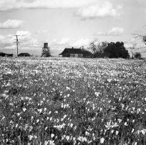 Farm Buildings and Poppy Field