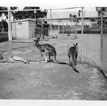 Golden Gate International Exposition