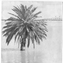 Palm Tree on Flooded Sherman Island