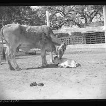 Negative, Safety, Unknown