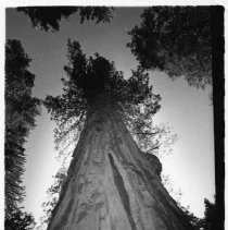 View of Calaveras Big Trees State Park in Calaveras County showing the giant redwood trees in the park