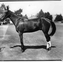 Horse at State Fair