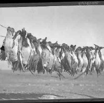 Dead geese on a wire