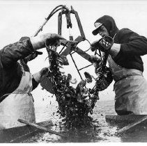 Oyster Catch