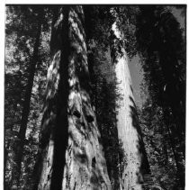 View of the Calaveras Big Trees State Park in Toulumne County