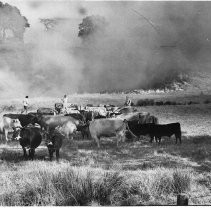 Cattle Prepare to Move for Fire