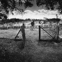 Vegetable Garden without Water in Rancheria