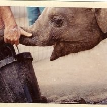 Elephant Drinking