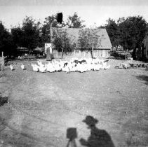 Farm with a flock of chickens