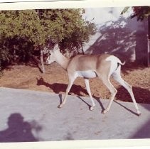 "Male Soemering's Gazelle"