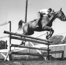 Horse Jumping