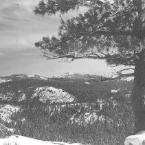 Lone Pine Overlooks Snowy Mountains