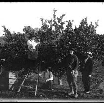 View of workers in the orchard. The Buffum home is in the background