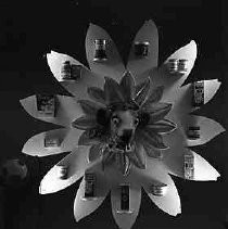 A display of Borden's products