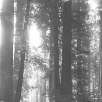 Redwoods