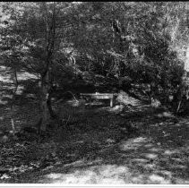 Table in Forest