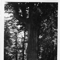 Chandelier Tree