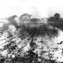 Field of Cabbage