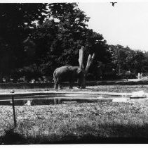 Elephant with an Itch