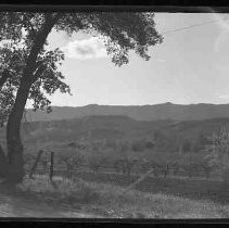 An orchard