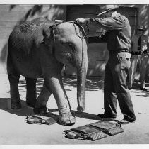View of "Sue" the elephant at six months of age at the William Land Park Zoo. Her attendant is preparing to weigh the animal
