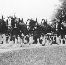 Budweiser Clydesdales