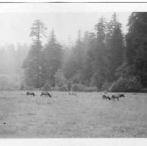 Elk near Orick, Humboldt County