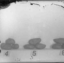 Negative, Glass Plate