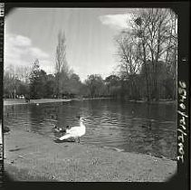 Negative, Safety, Unknown