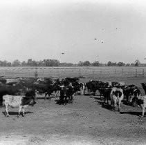 "Band of Cattle Taken in Corral"