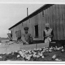 At the Chicken Ranch — Calisphere