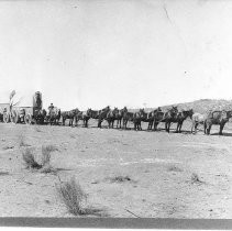 A twelve mule hitch freight wagon