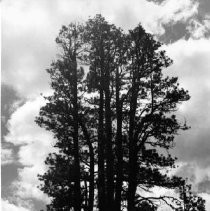 Candelabra Tree at Lassen Volcanic National Park