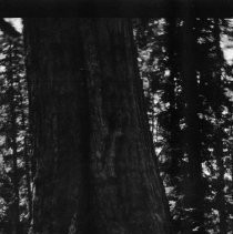 Grizzly Giant Sequoia tree