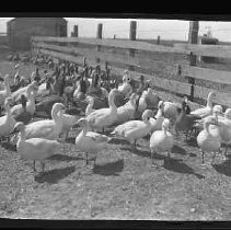 A flock of geese standing next to a fence