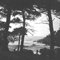 Ocean and Cypress Forest