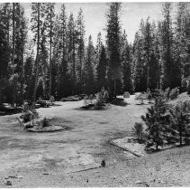 View of Calaveras Big Trees State Park in Calaveras County showing the giant redwood trees in the park