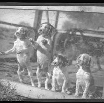 Four puppies behind a fence