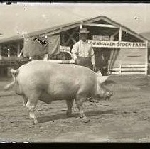 Negative, Glass Plate