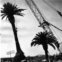 Palms Trees Planted at Freeeway Interchange in Sacramento