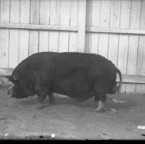 Negative, Glass Plate
