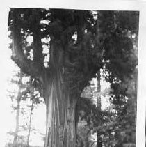 Chandelier Tree