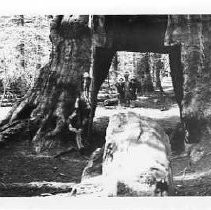 Pioneer's Cabin giant sequoia