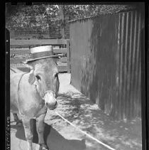 Negative, Safety, Unknown