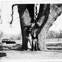 Showing the comparative size of the trunk of the Sir Joseph Hooker Oak, at Chico. Ladies in the photo are" seated in the tree, Esther Chase of Oroville, Irma Yeager and Sylvia Cooke of Chico