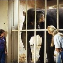 Elephants with their Trainers