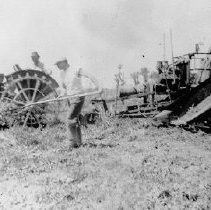 Harvesting Beans