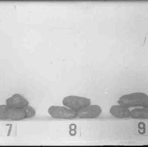 Negative, Glass Plate