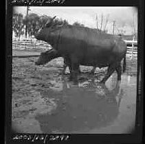 Negative, Safety, Unknown